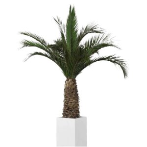Palmera liofilizada Agave