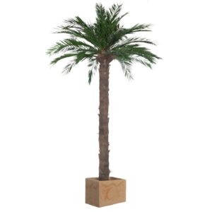 Palmera liofilizada Phoenix