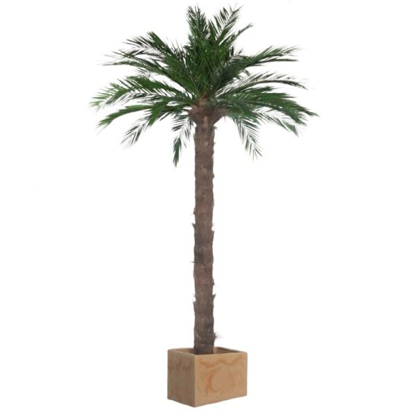 Palmera liofilizada Phoenix