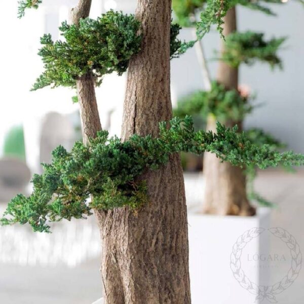 jumbo juniperus