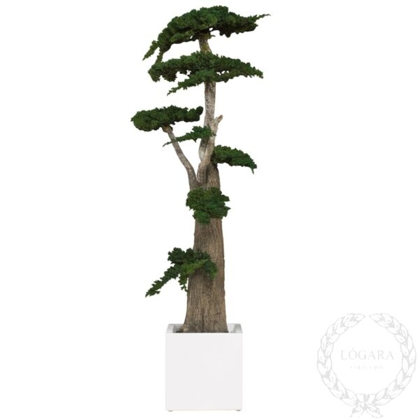 jumbo juniperus