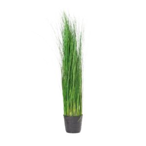 planta ginerium