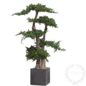 juniperus carrasca