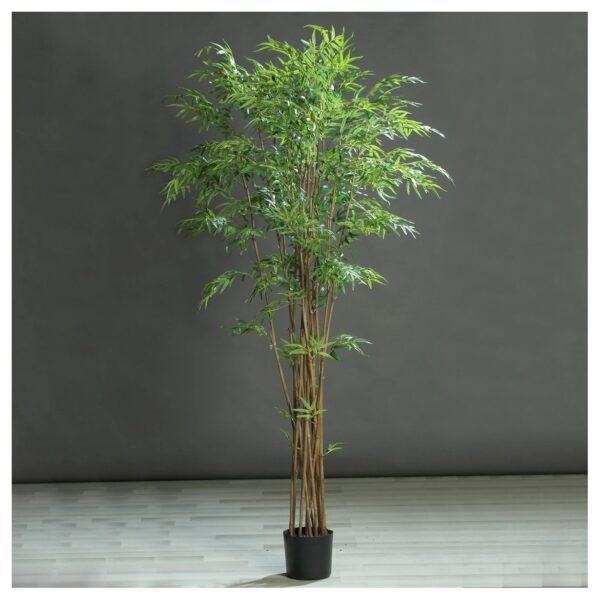 planta bamboo 210