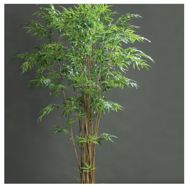 planta bamboo 210