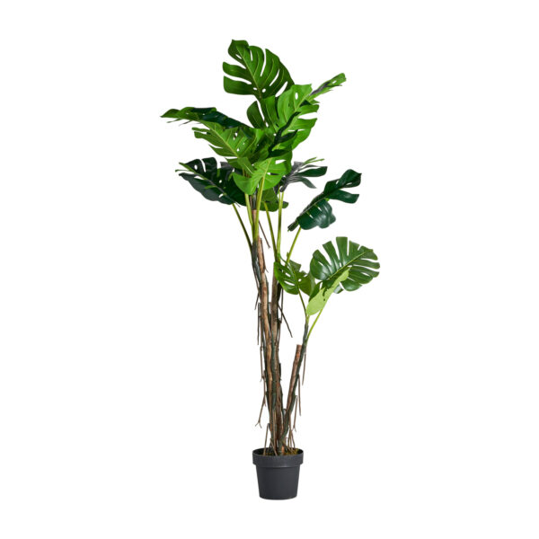 PLANTA MONSTERA