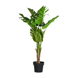 PLANTA MONSTERA