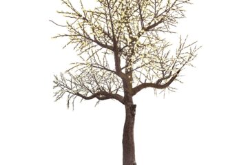árbol cerezo lucent 500