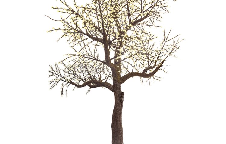 árbol cerezo lucent 500