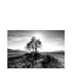 LANDSCAPE TREE photo art - 150x100, Plexiglas