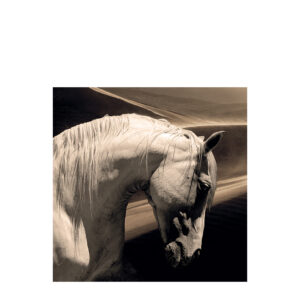 ARABIAN HORSE photo art - 120x120, Plexiglas