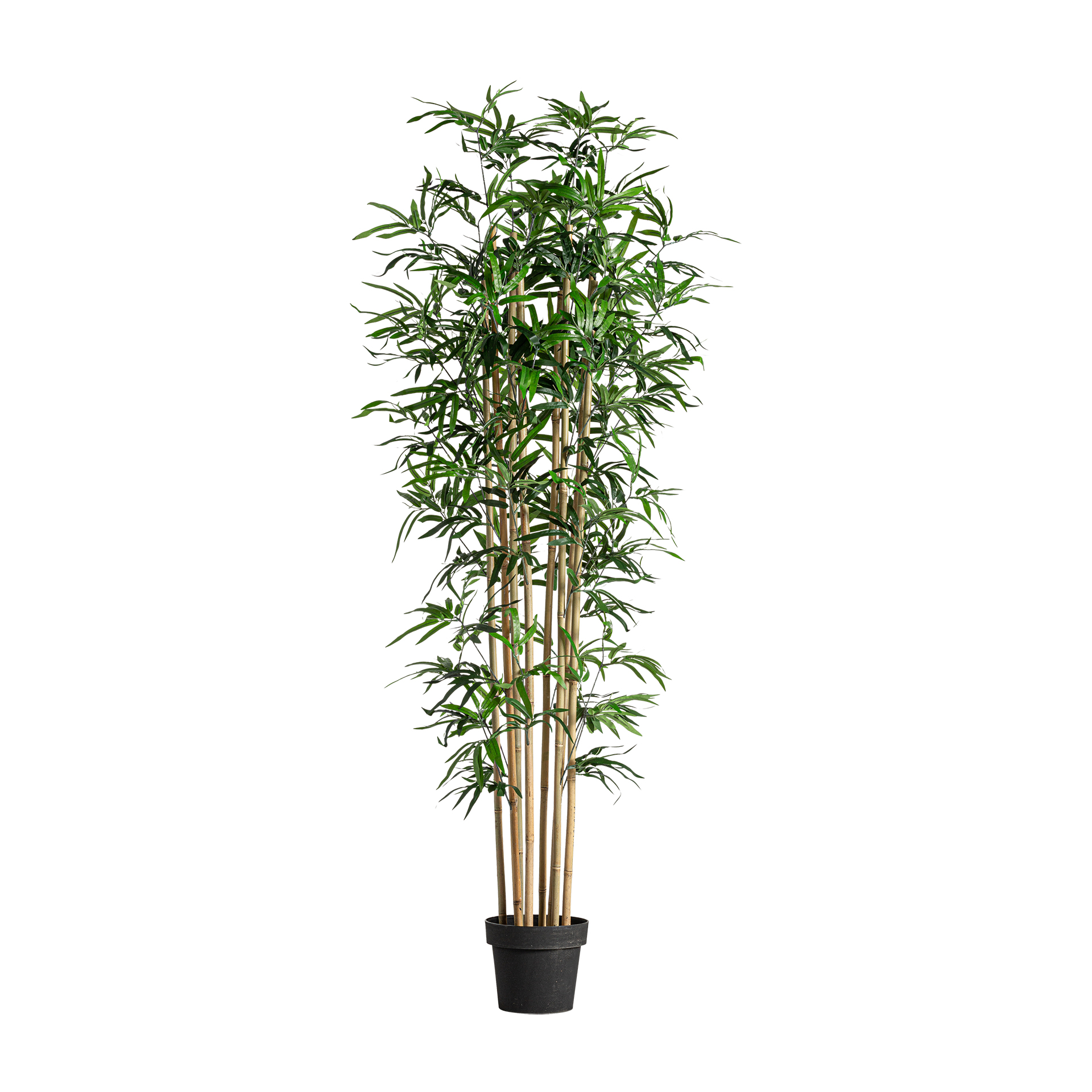 PLANTA BAMBÚ