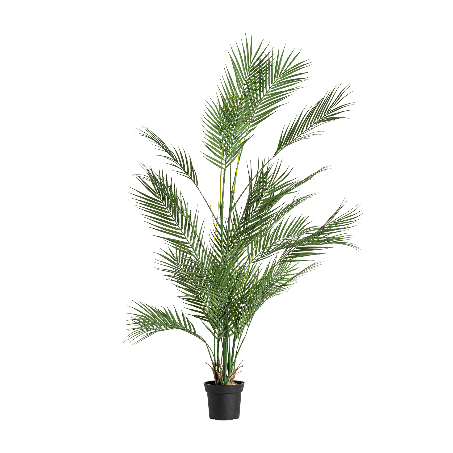 PLANTA HELECHO