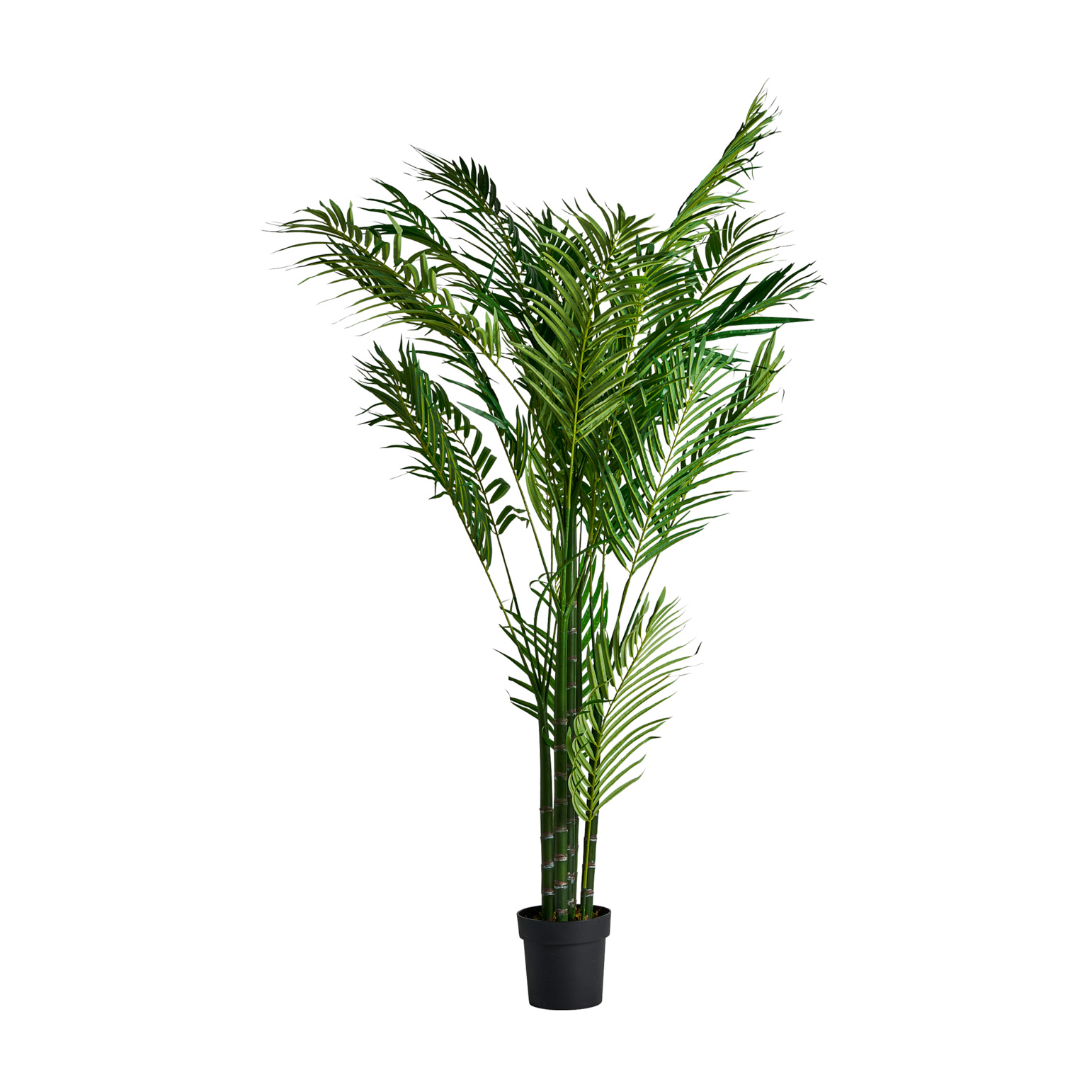 PLANTA PALMERA