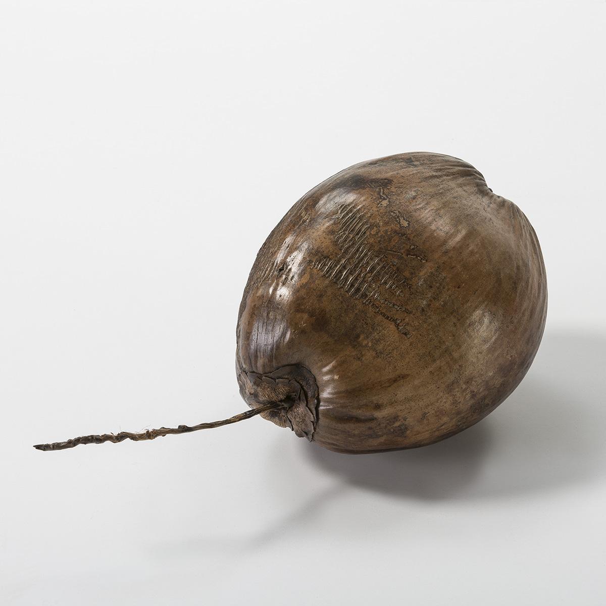 Coco 20 cm aprox. Coco Marron
