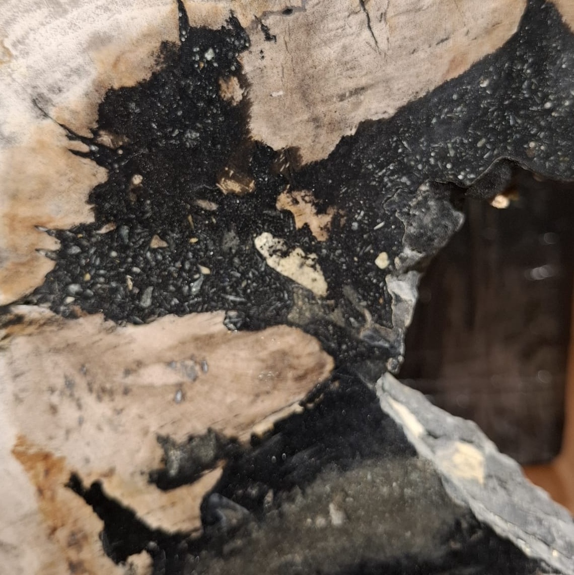 Figura Fósil madera petrificada 1 Figura Fósil madera petrificada 1