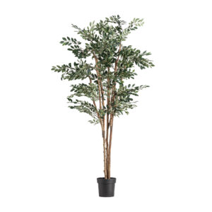 PLANTA FICUS