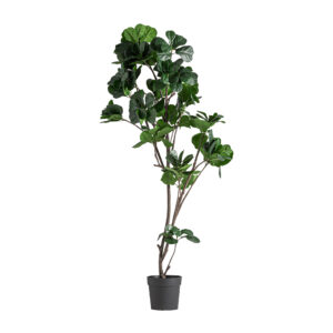 PLANTA FICUS