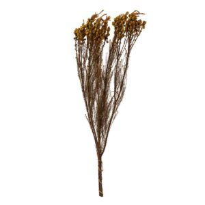 FLORES PRESERVADAS AMARILLAS 22x12x55 CM