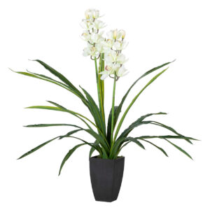 PLANTA ORQUIDEA CYMBIDIUM 60x60x100 CM