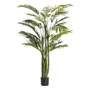 PLANTA PALMERA ARECA 110x110x190 CM