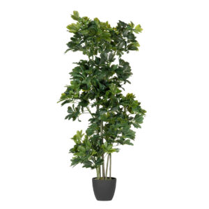 PLANTA SCHEFFLERA ARBORICOLA 60x60x145 CM
