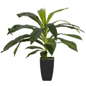 PLANTA DRACAENA FRAGRANS CON MACETA 55x55x55 CM