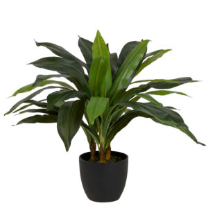 PLANTA DRACAENA FRAGRANS CON MACETA 55x55x55 CM
