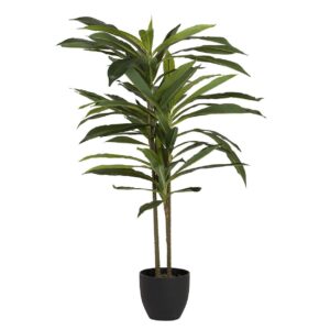 PLANTA DRACAENA FRAGRANS CON MACETA 55x55x100 CM