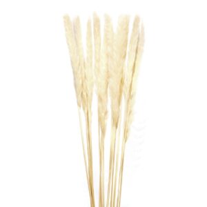 FLORES PAMPAS BEIGE NATURAL 60x60x90 CM