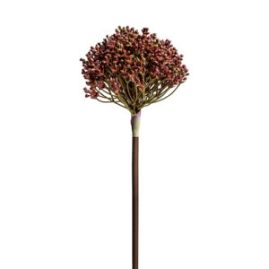 PLANTA ALLIUM