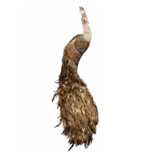 pavo real derecho oro luxury