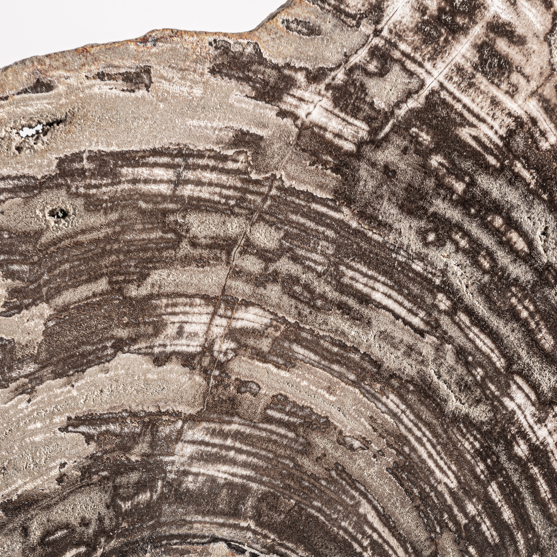 figura-decorativa-aurea-3
