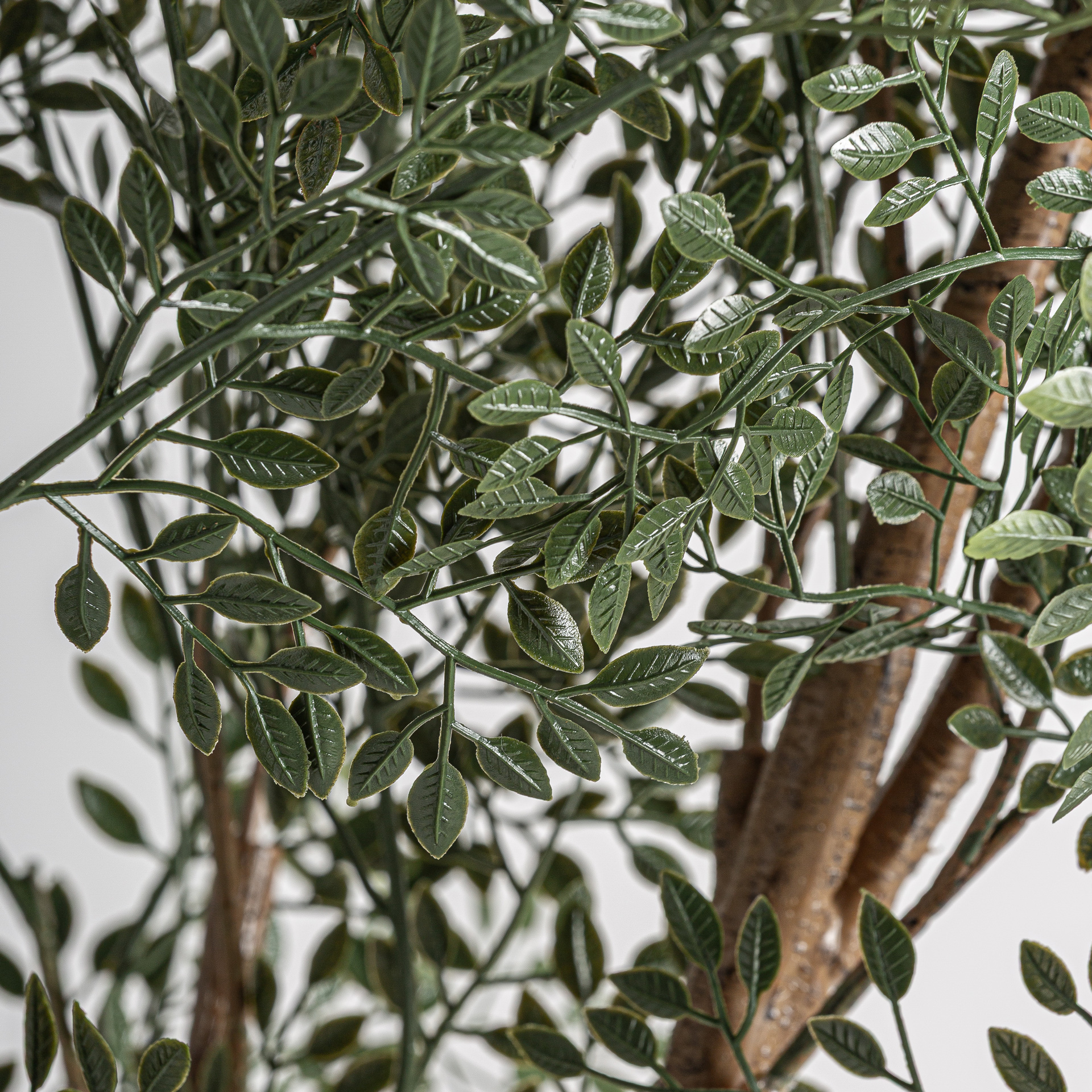 planta-olivo-1