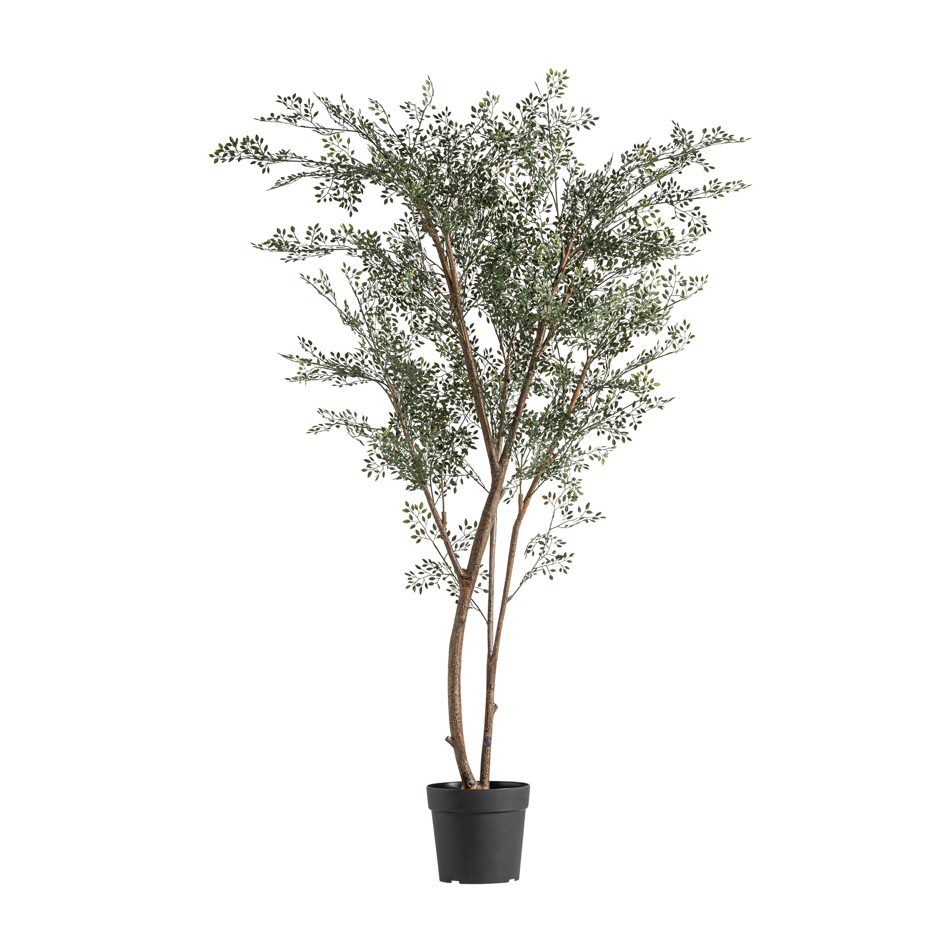 PLANTA OLIVO PLANTA OLIVO