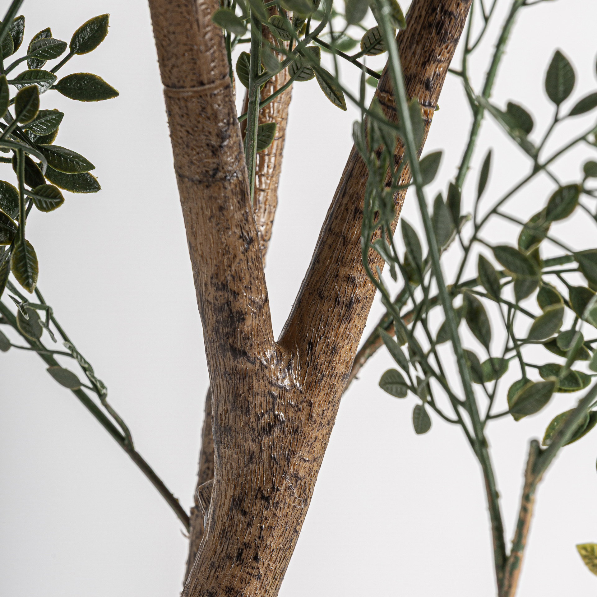 planta-olivo-2