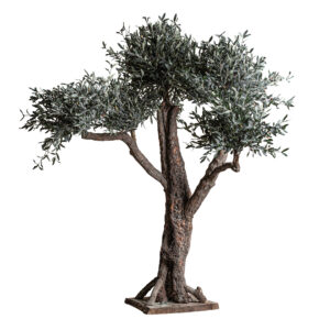 PLANTA OLIVO