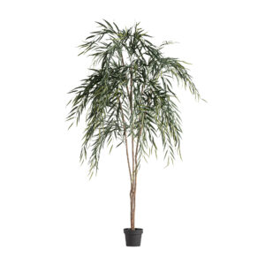 PLANTA SAUCE