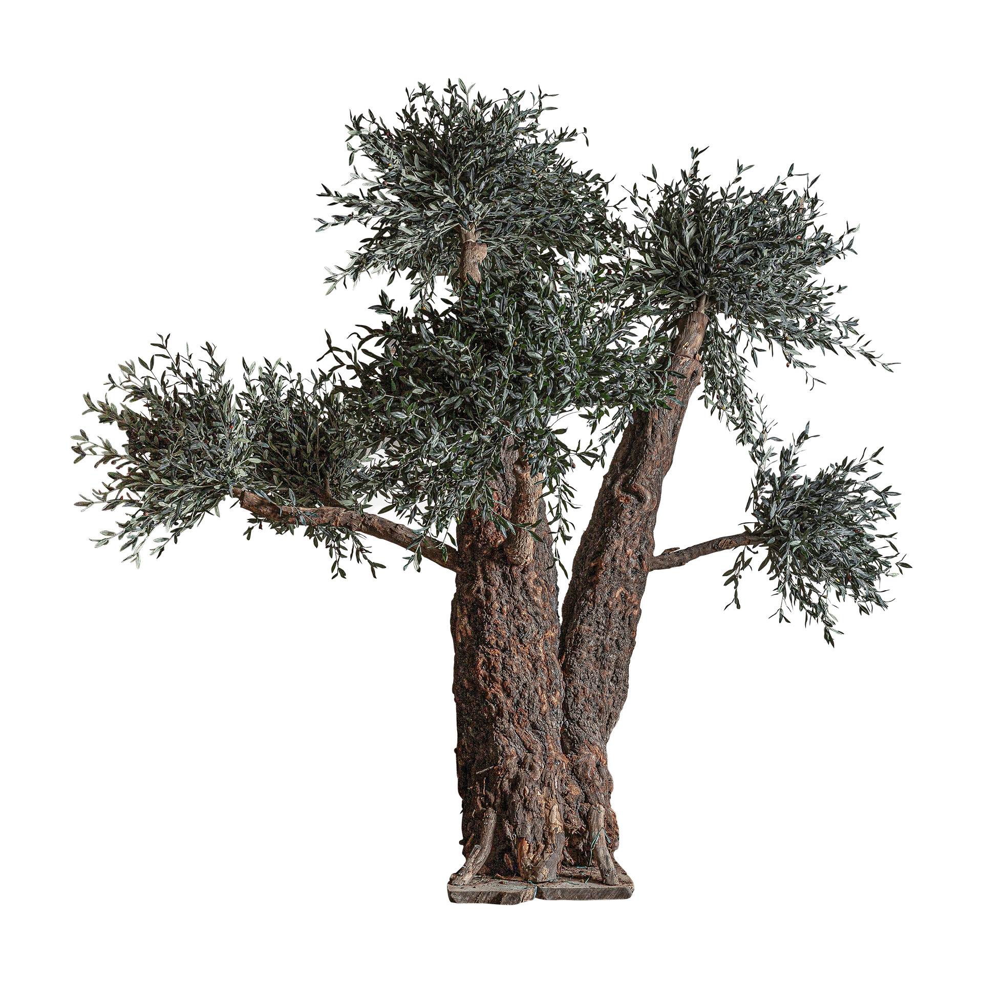 planta-olivo-1