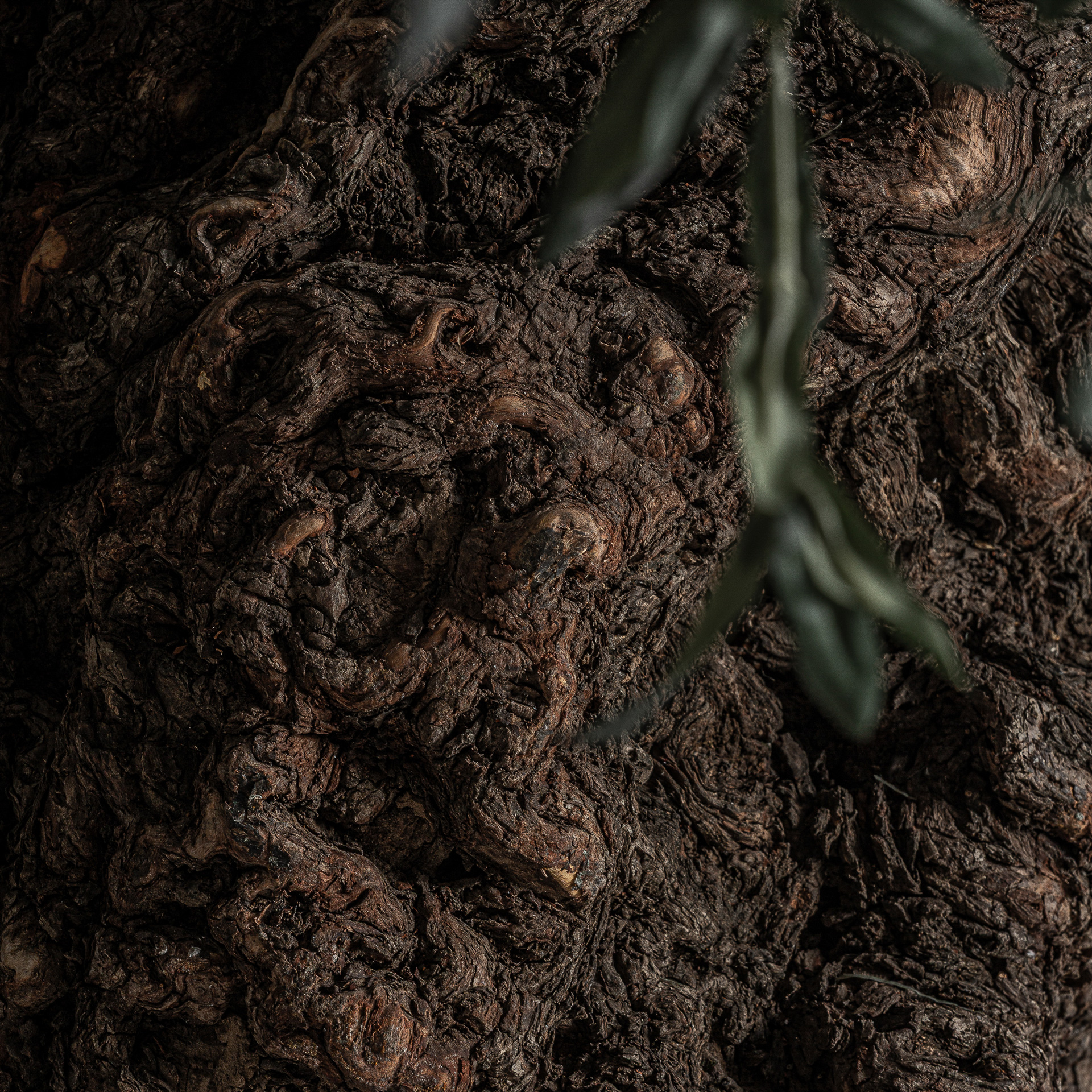 planta-olivo-2