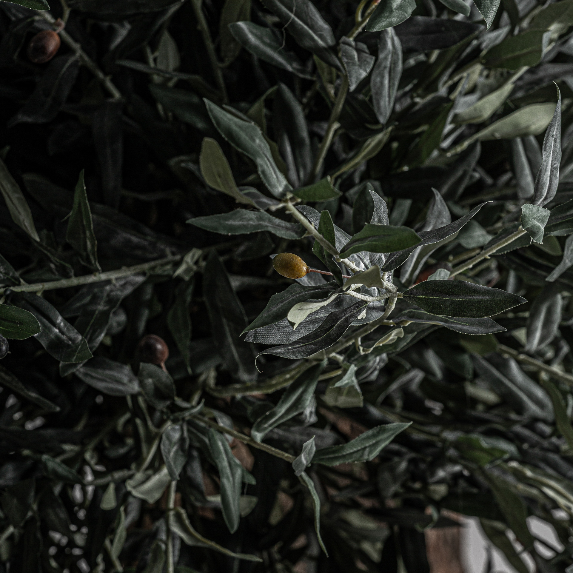 planta-olivo-3