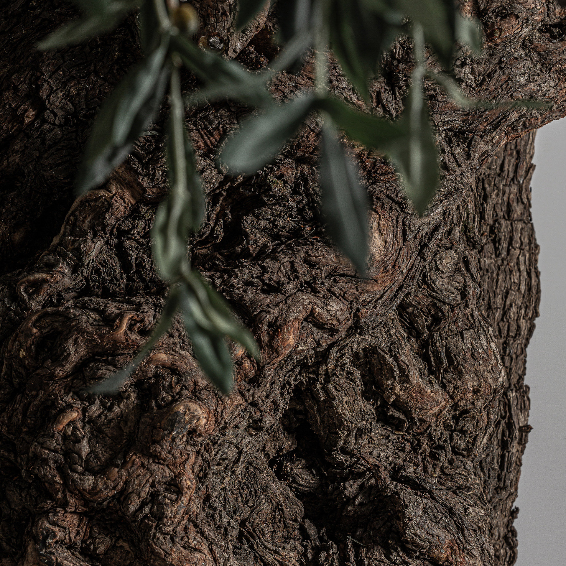 planta-olivo-4