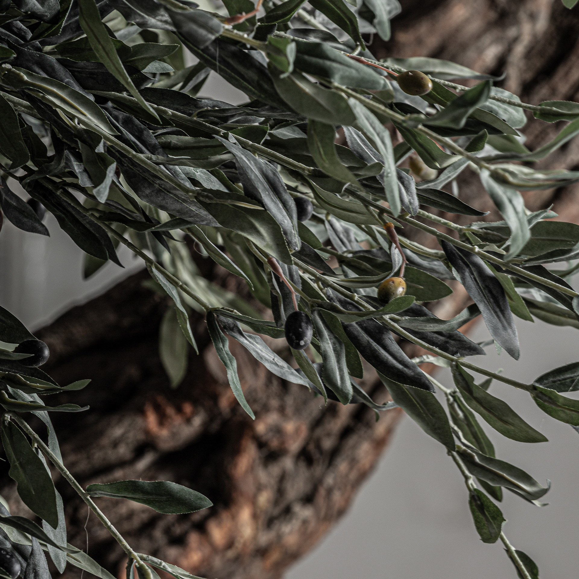 planta-olivo-5