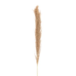 FLOR PAMPA NATURAL 140 CM