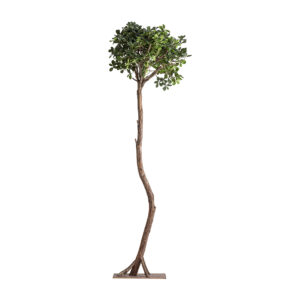 PLANTA FICUS