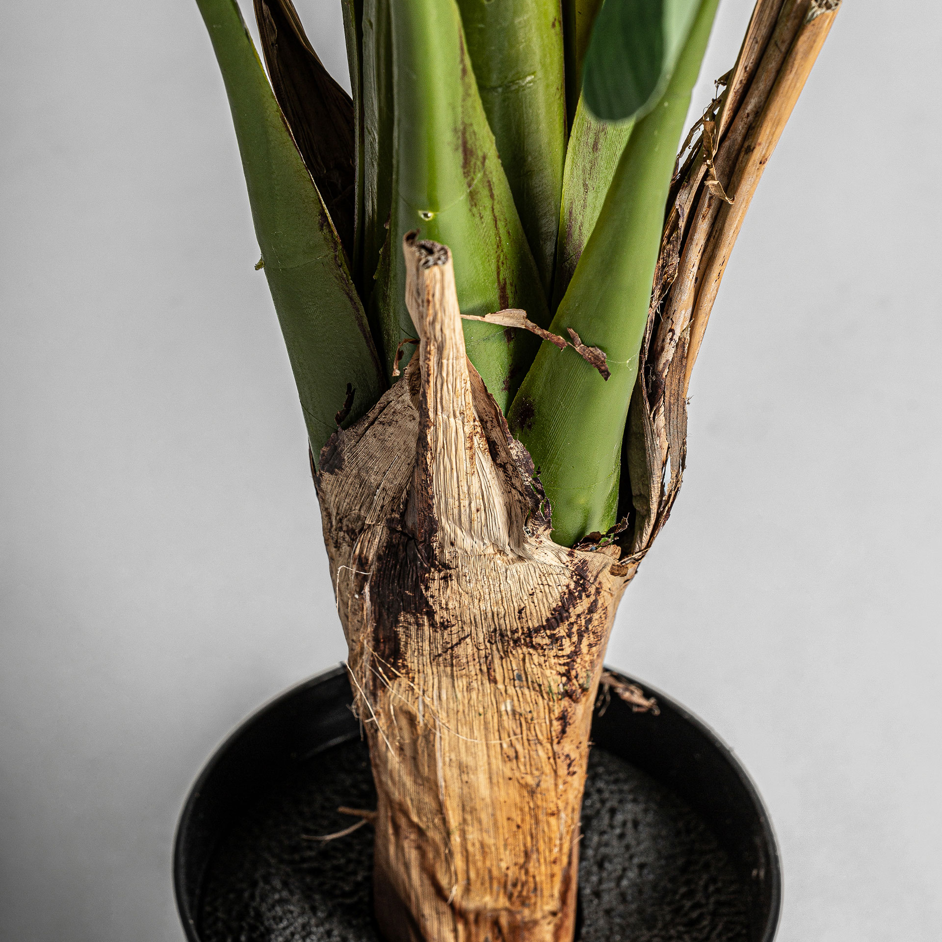 planta-bananera-1