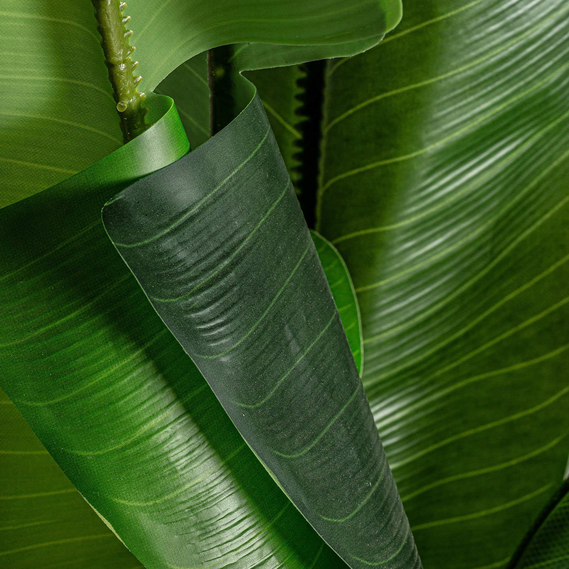 planta-bananera-2