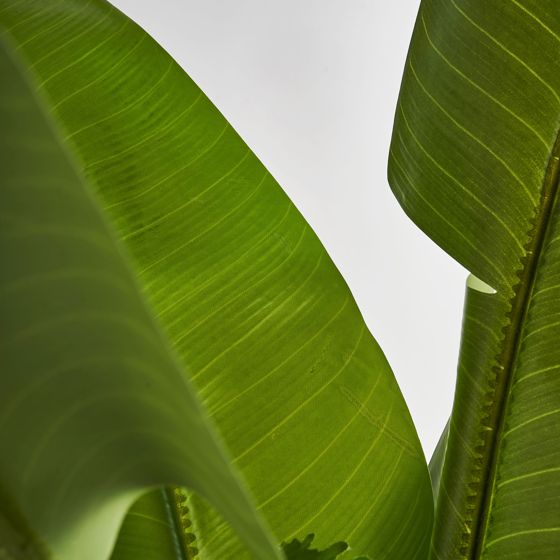 planta-bananera-3