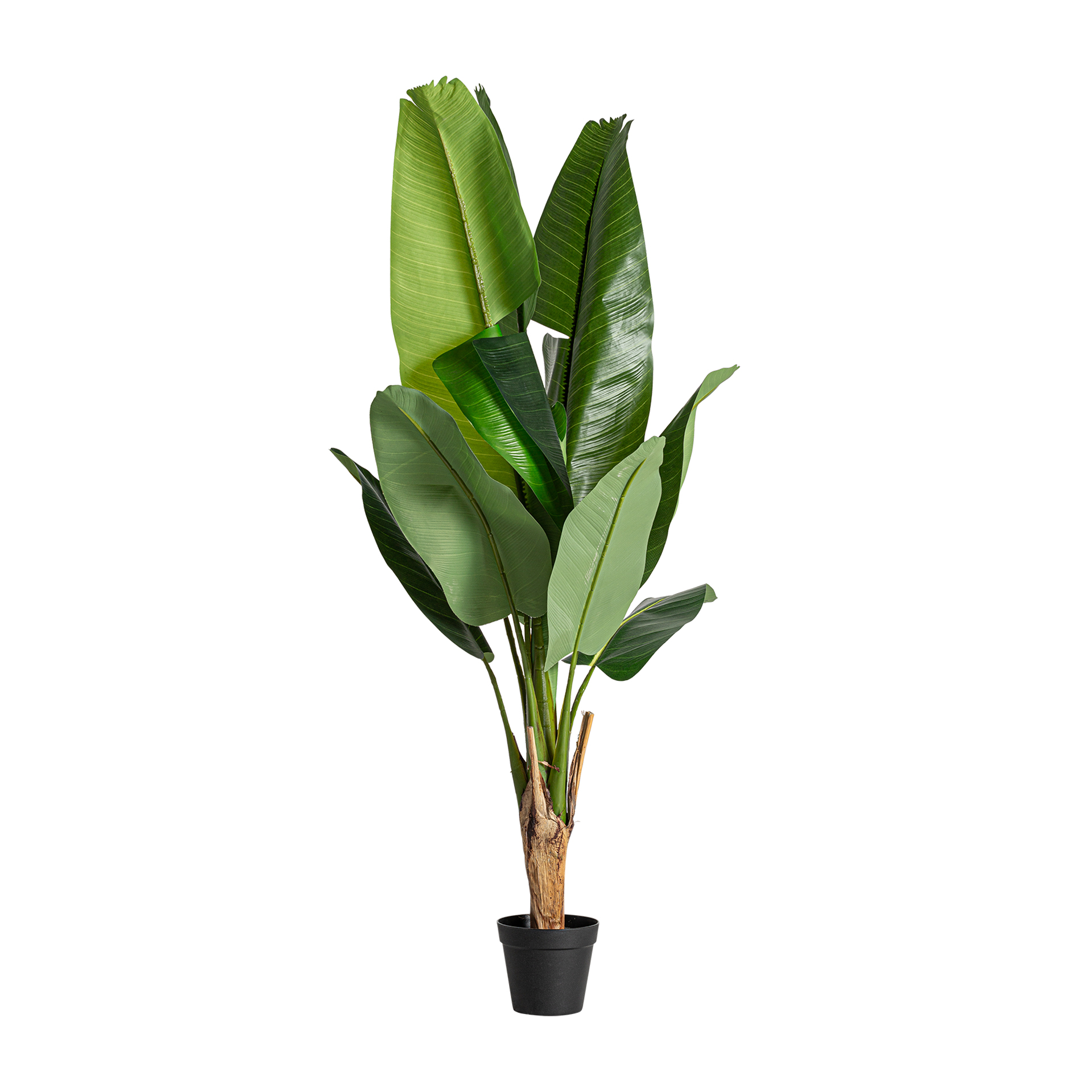 PLANTA BANANERA PLANTA BANANERA