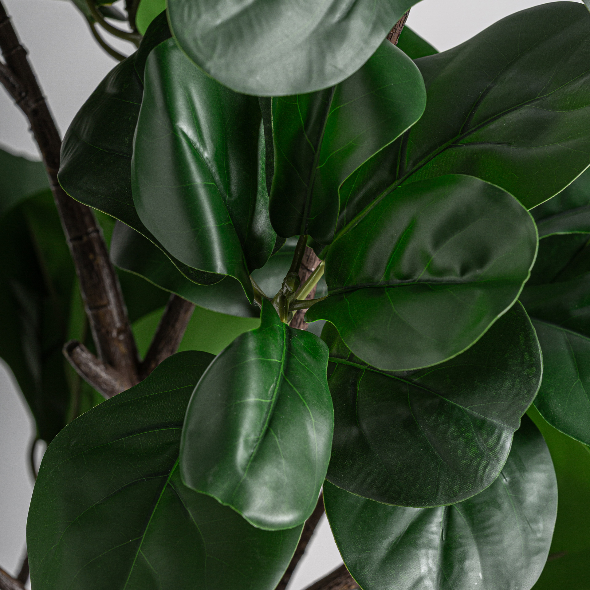 planta-ficus-1